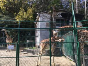 福岡市動物園　キリン